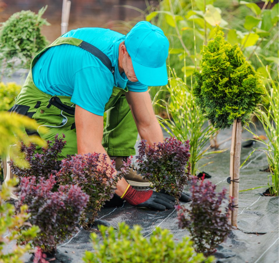 Gardener planting shrubs and small trees.